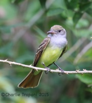 6S3A8316Brown-Crested_Flycatcher