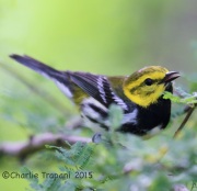 6S3A8326Black-Throated_Green_Warbler