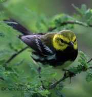 6S3A8331Black-Throated_Green_Warbler