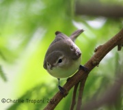 6S3A8345Warbling_Vireo