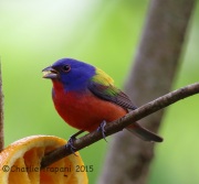 6S3A8354Painted_Bunting
