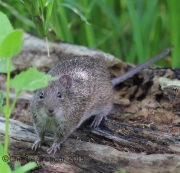 6S3A8368_Rat