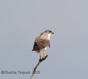 6S3A8430White-Tailed_Hawk