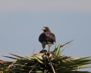 6S3A8439Immature_White-Tailed_Hawk