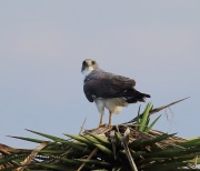 6S3A8491White-Tailed_Hawk