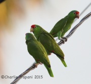 6S3A8531Red-Crowned_Parrot