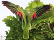 6S3A8542red-crowned_parrot
