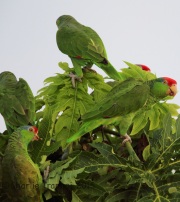6S3A8545Red-Crowned_Parrot
