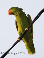6S3A8571Red-Crowned_Parrot