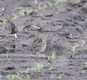 6S3A8590Upland_Sandpiper