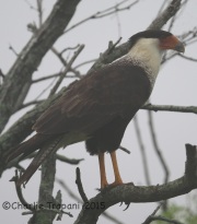 6S3A8597Crested_Caracara