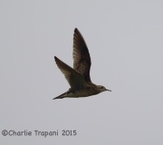 6S3A8611Upland_Sandpiper