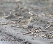 6S3A8658Upland_Sandpiper