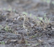 6S3A8674Upland_Sandpiper
