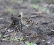 6S3A8686Upland_Sandpiper