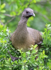 6S3A8706Plain_Chachalaca