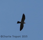 6S3A8737Mississippi_Kite