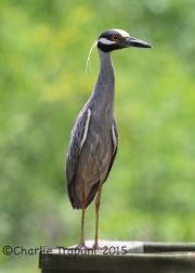 6S3A8747Yellow-Crowned_Night_Heron