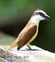 6S3A8759Great_Kiskadee