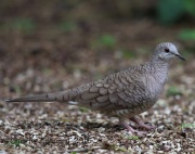 6S3A8764Inca_Dove