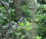 6S3A8790Green_Kingfisher