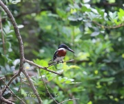 6S3A8795Green_Kingfisher