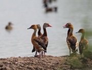 6S3A8819Fulvous_Whistling_Ducks