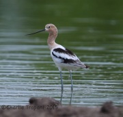 6S3A8844Avocet