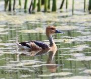 6S3A8852Fulvous_Whistling_Duck