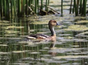 6S3A8854Fulvous_Whistling_Duck