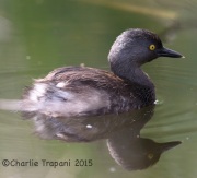 6S3A8866Least_Grebe