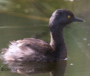 6S3A8880Least_Grebe
