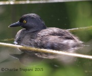 6S3A8896Least_Grebe