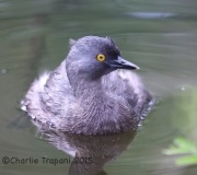 6S3A8922Least_Grebe