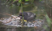 6S3A8933Least_Grebe_On_Nest