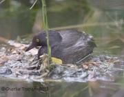 6S3A8935Least_Grebe