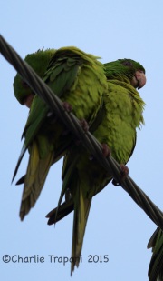 6S3A8954Green_Parakeet