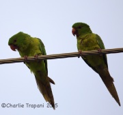 6S3A8982Green_Parakeets