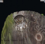 6S3A9023Elf_Owl