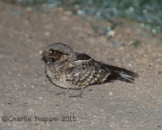 6S3A9075Common_Pauraque