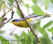 6S3A9158Tropical_Parula