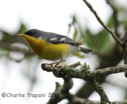 6S3A9162Tropical_Parula