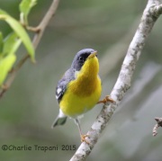 6S3A9199Tropical_Parula