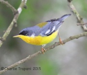 6S3A9212Tropical_Parula