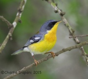 6S3A9223Tropical_Parula