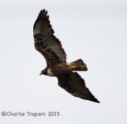 6S3A9233White-Tailed_Hawk_Immature