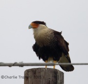 6S3A9254Crested_Caracara
