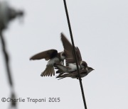 6S3A9270Bank_Swallows