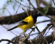 6S3A9346Audubon's_Oriole