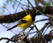 6S3A9347Audubon's_Oriole